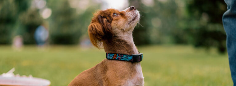 Paws and Play: Unleashing the World of Dog Accessories
